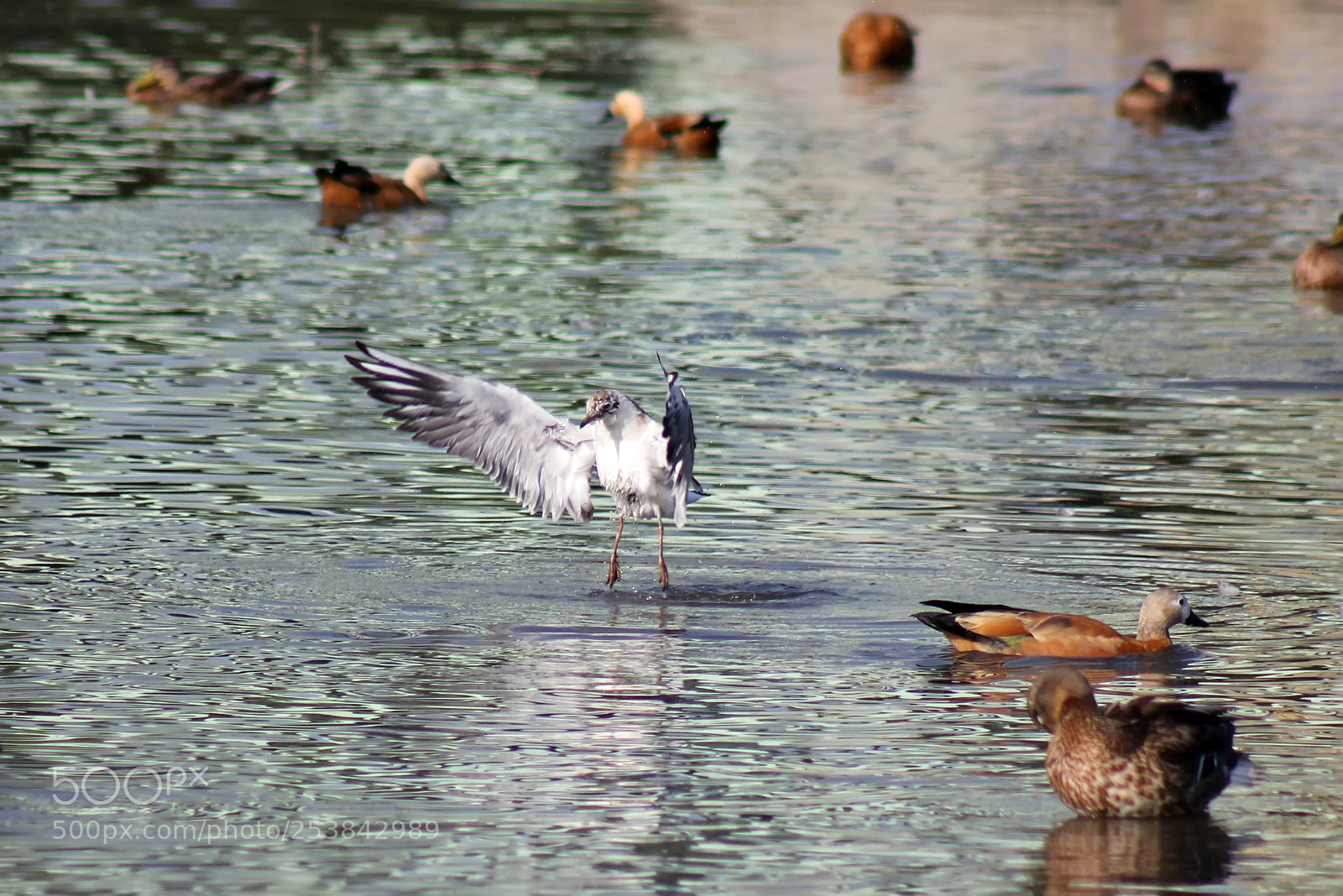 Canon EOS 550D (EOS Rebel T2i / EOS Kiss X4) sample photo. The gull is dried :) photography