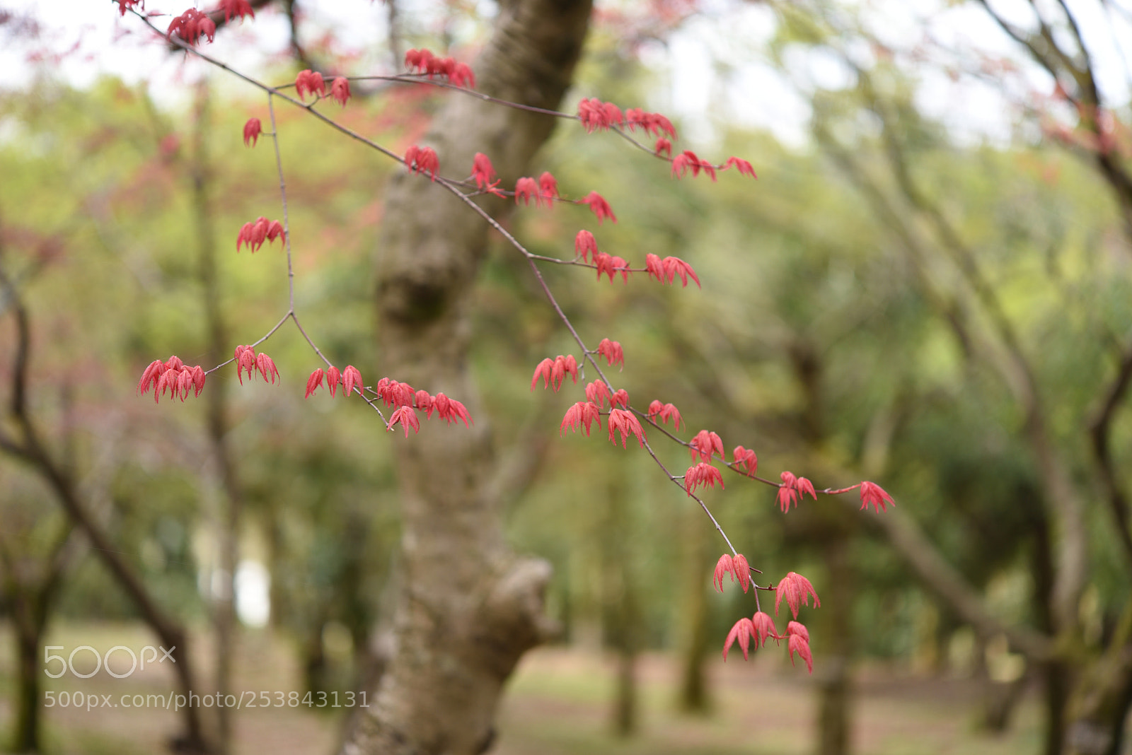 Nikon D750 + Nikon AF-S Micro-Nikkor 60mm F2.8G ED sample photo. 春の紅葉 白山樹木公園 (2) photography