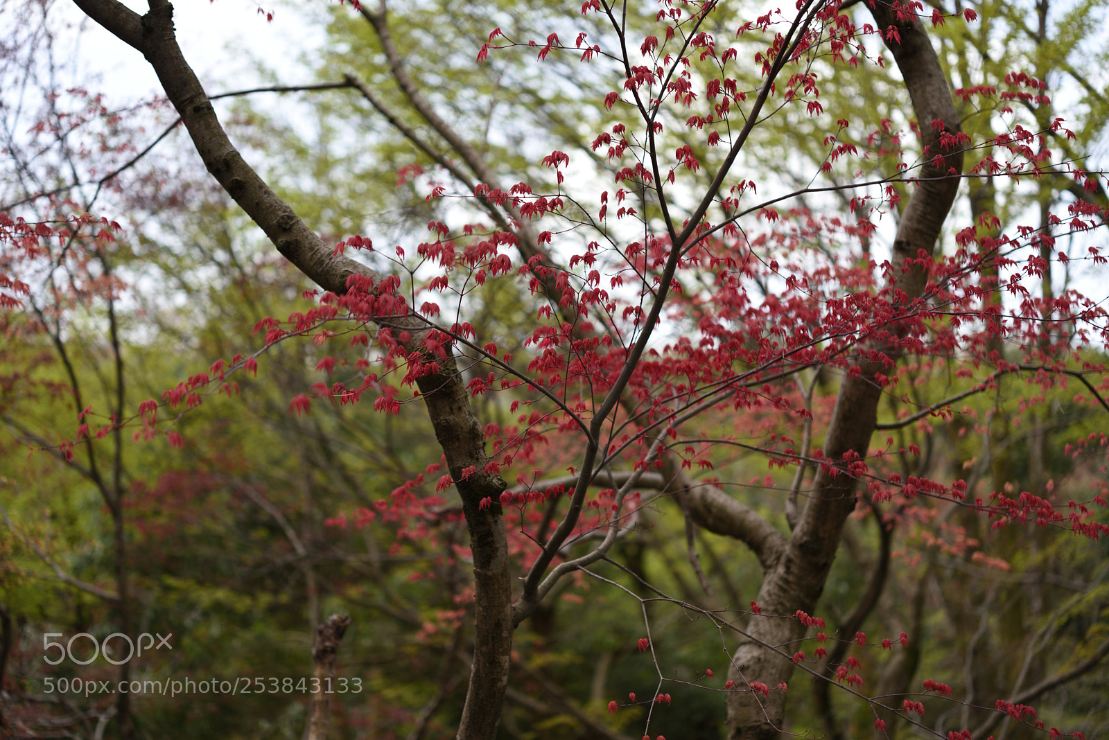 Nikon AF-S Micro-Nikkor 60mm F2.8G ED sample photo. 春の紅葉 白山樹木公園 (3) photography