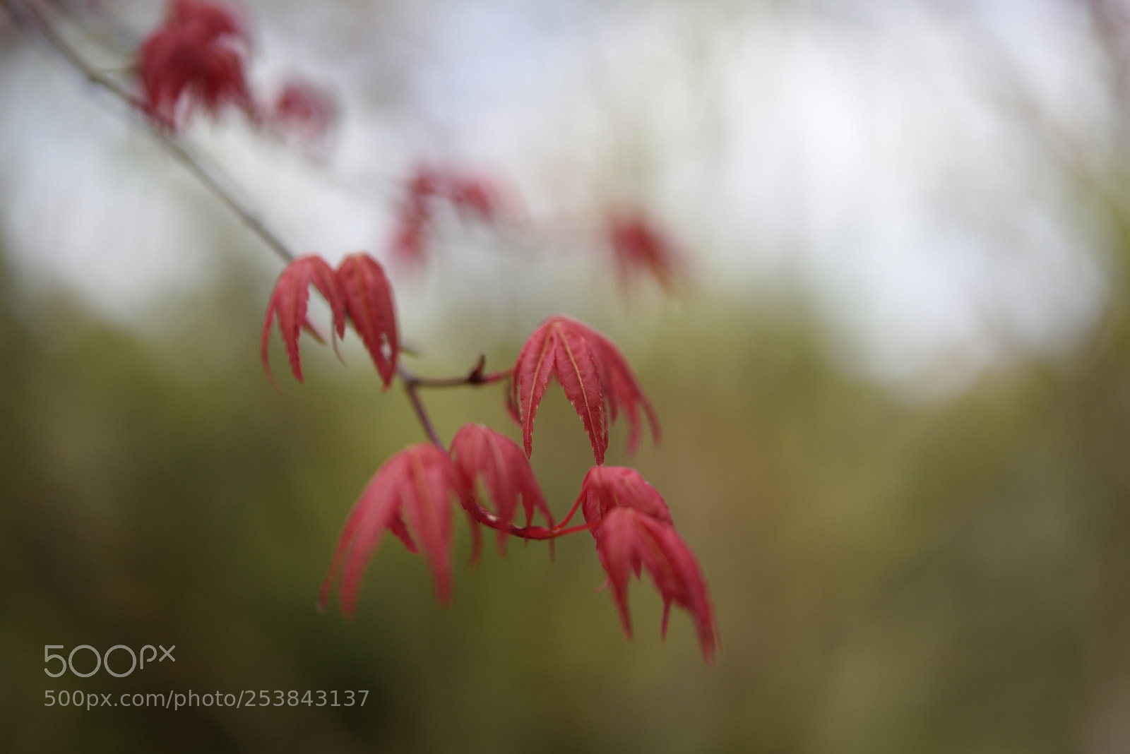 Nikon D750 + Nikon AF-S Micro-Nikkor 60mm F2.8G ED sample photo. 春の紅葉 白山樹木公園 photography