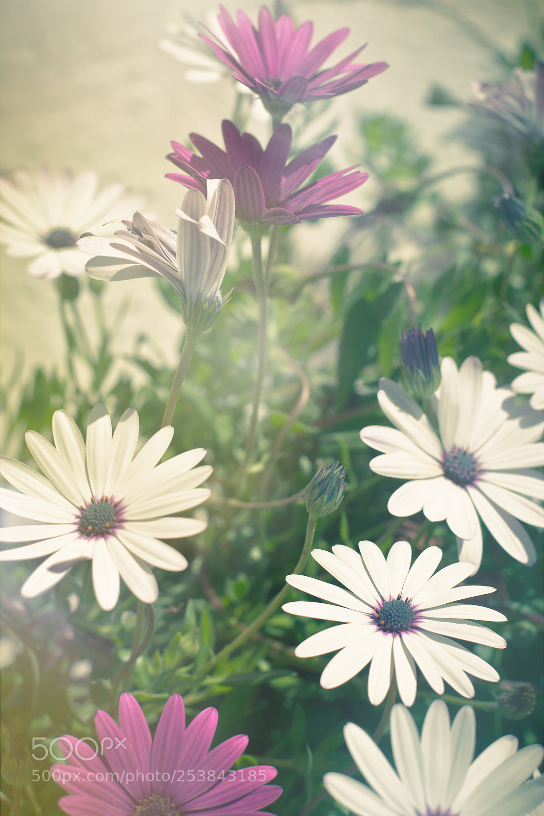 Canon EOS 5D Mark II sample photo. Osteospermum flowers at sunny photography