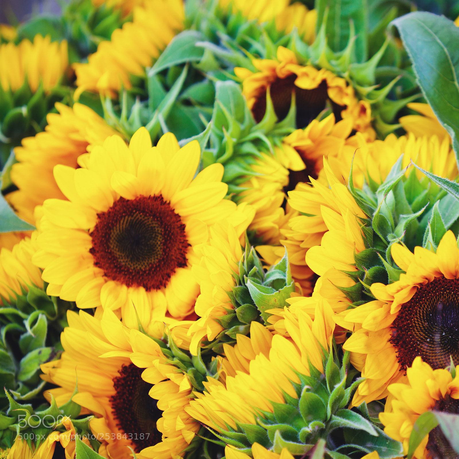 Canon EOS 5D Mark II sample photo. Decorative sunflowers bunch photography