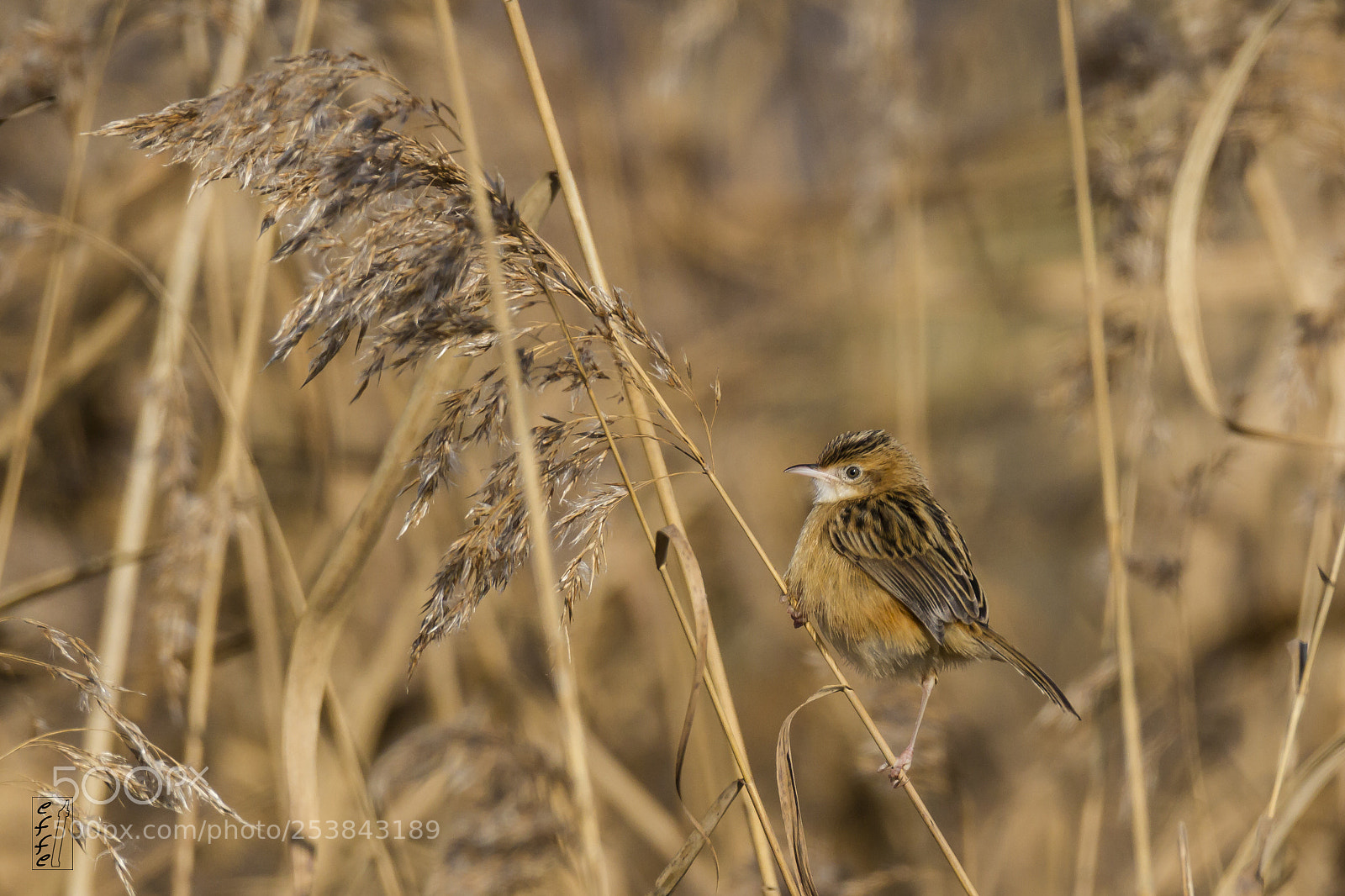 Canon EOS 7D sample photo. Fan-tailed warbler photography