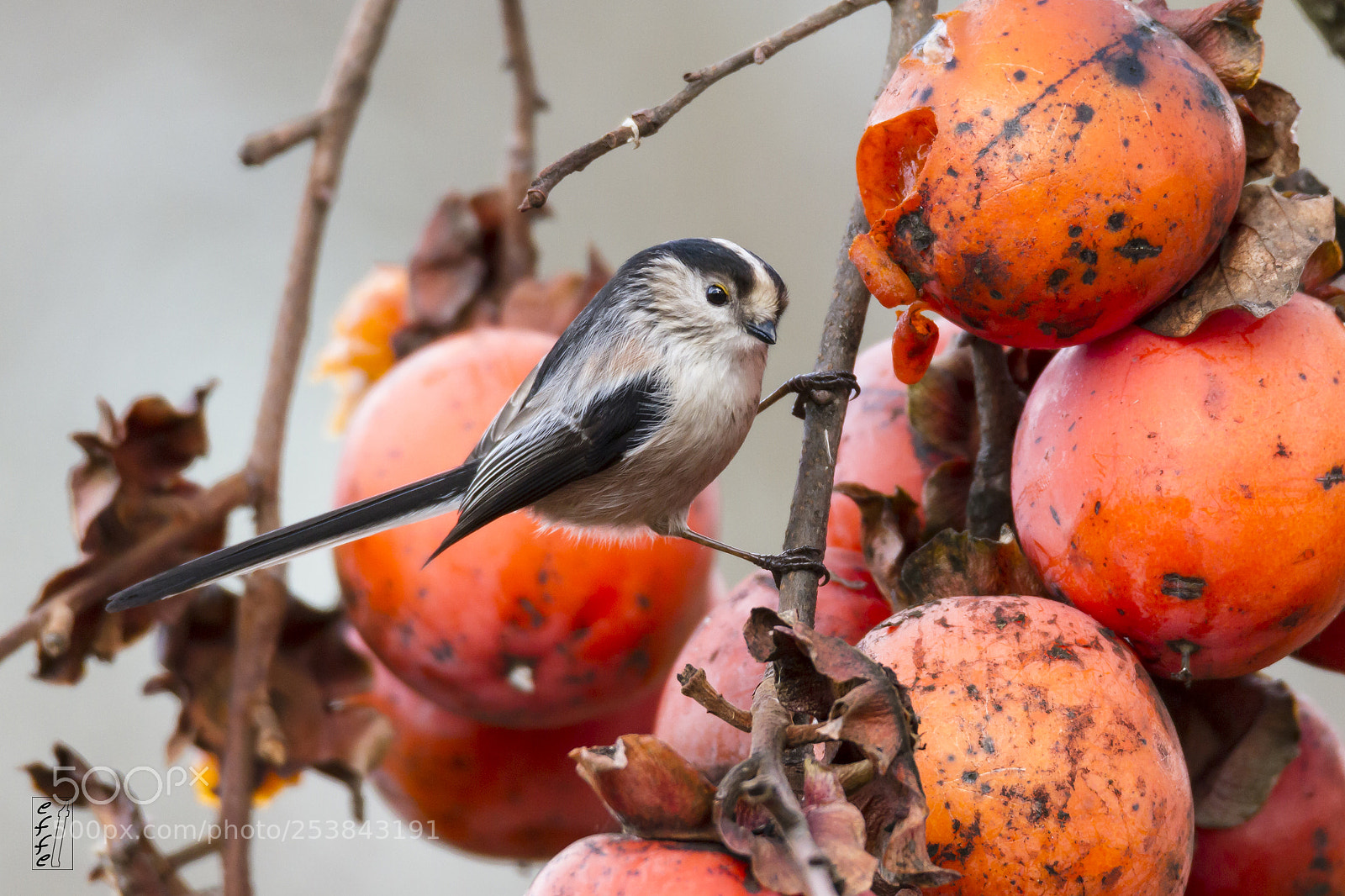 Canon EOS 7D sample photo. Long-tailed tit photography
