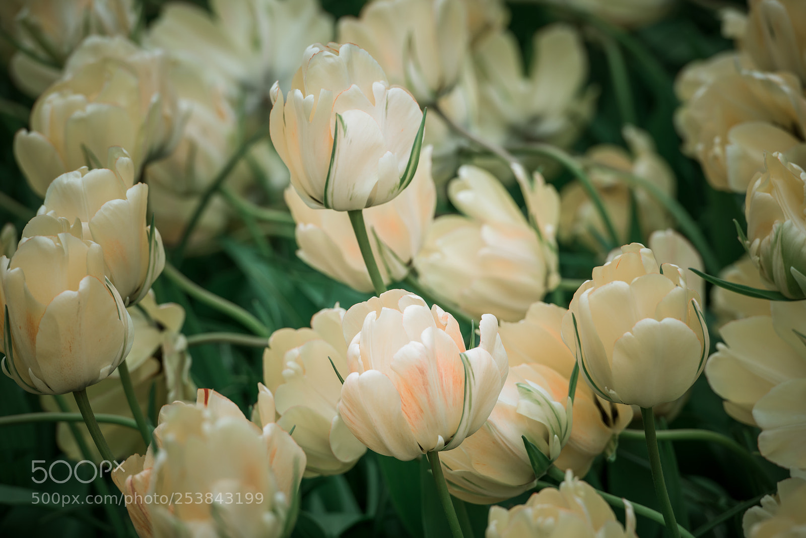 Nikon D810 sample photo. Pink tulips field in photography