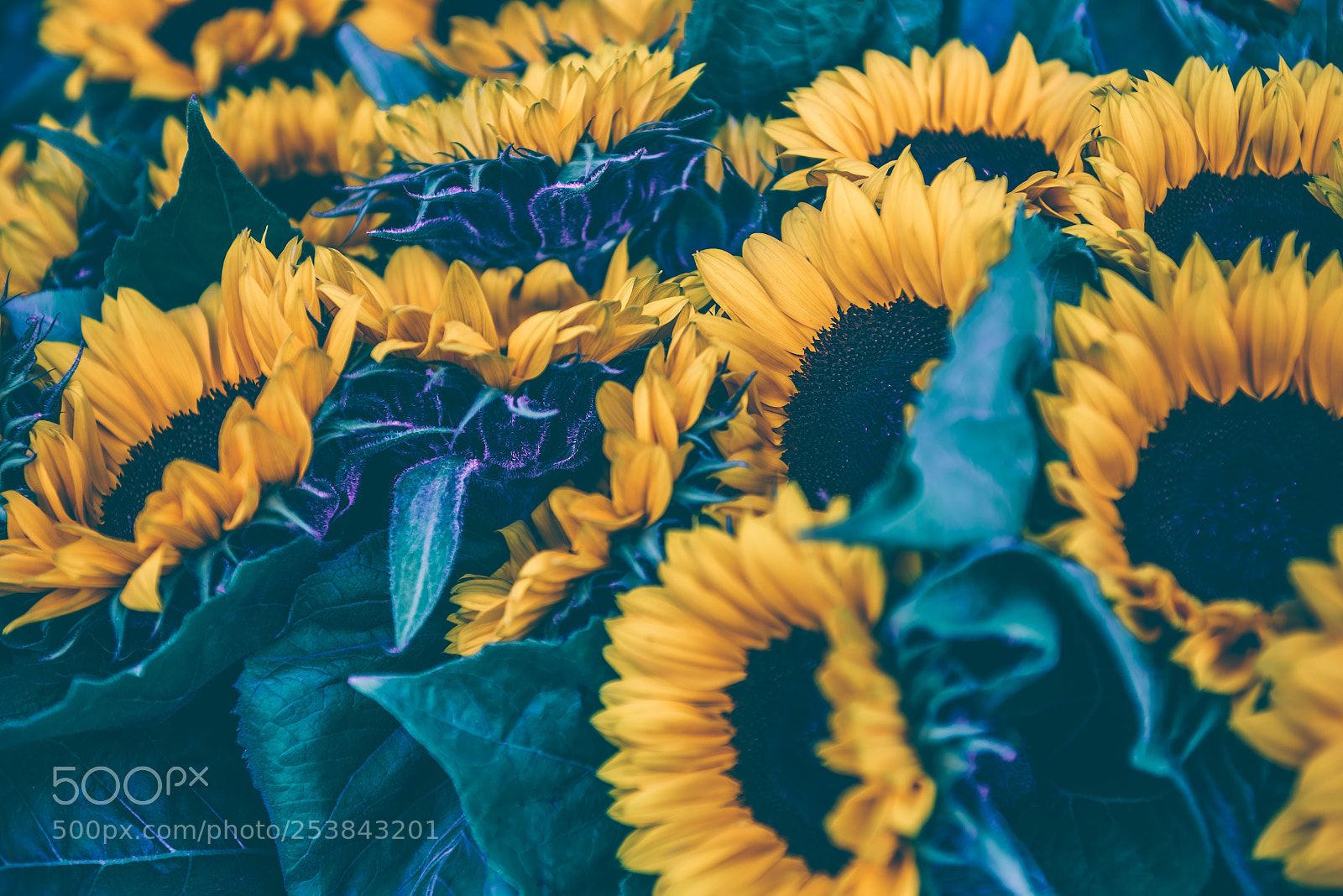 Nikon D810 sample photo. Decorative sunflowers bunch photography