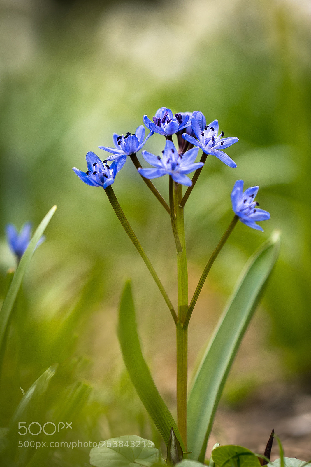 Canon EOS 80D sample photo. Scilla bifolia photography