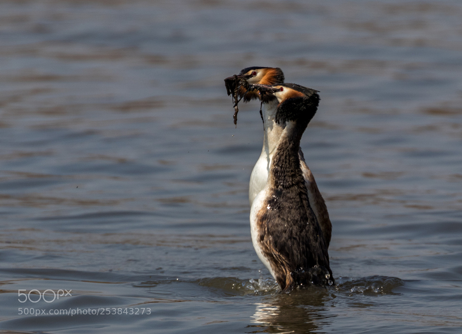 Canon EOS 80D sample photo. Podiceps cristatus photography