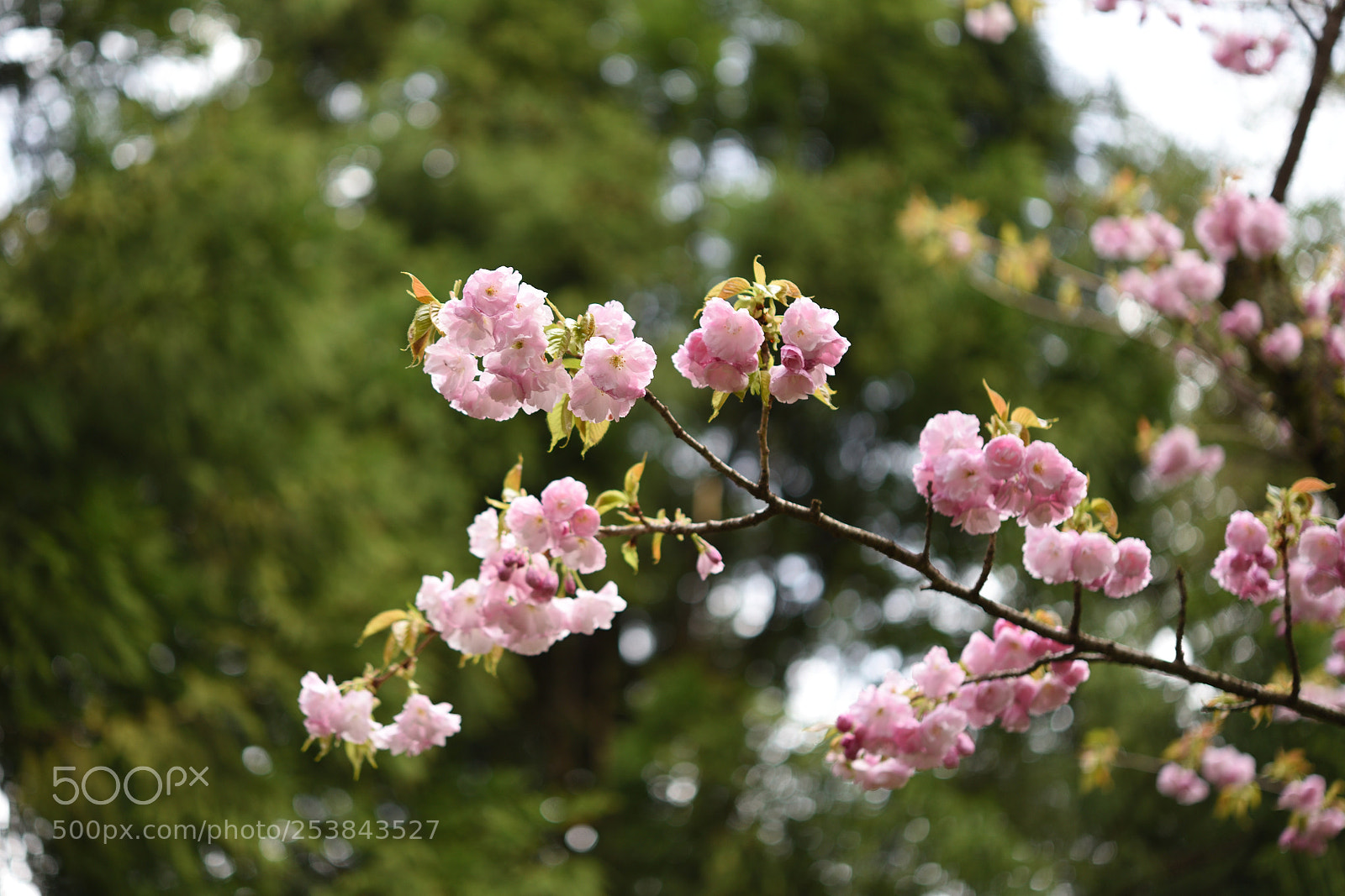 Nikon D750 sample photo. 桜・江戸（エド） 白山樹木公園 photography
