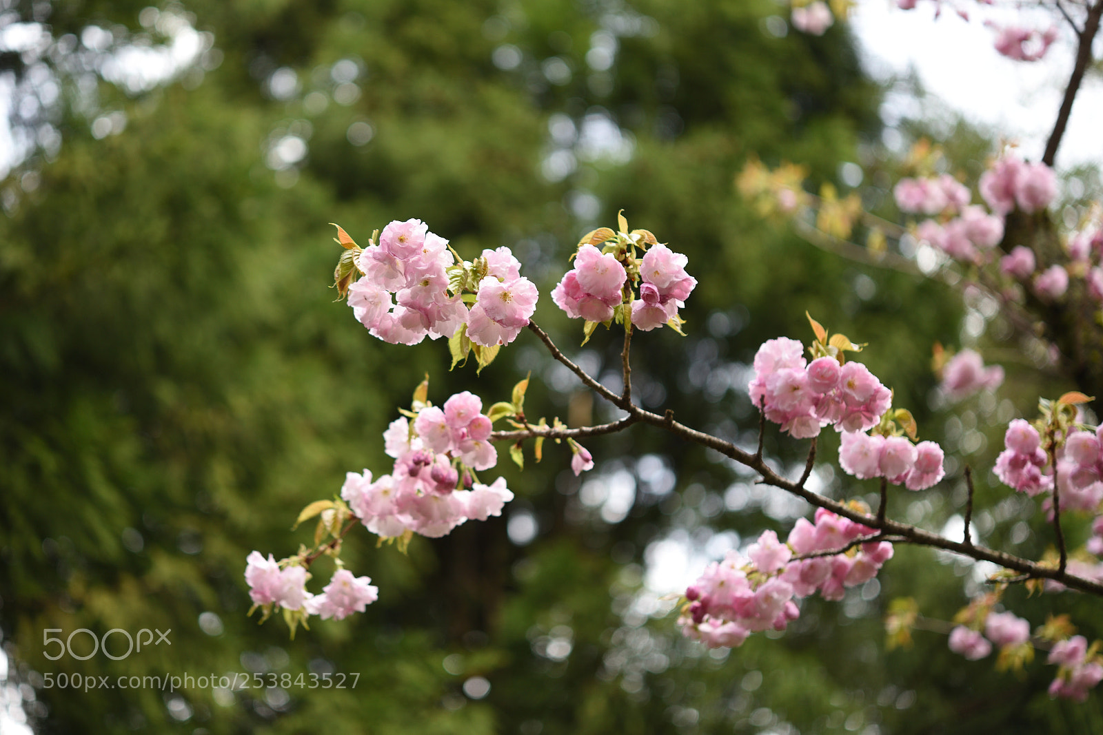 Nikon D750 + Nikon AF-S Micro-Nikkor 60mm F2.8G ED sample photo. 桜・江戸（エド） 白山樹木公園 photography