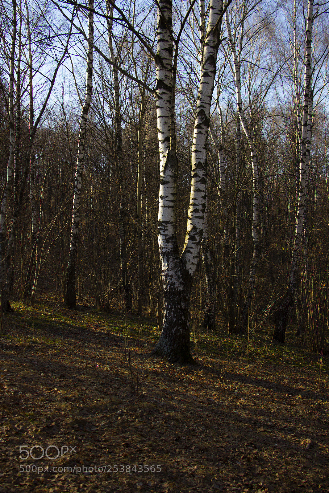 Canon EOS 600D (Rebel EOS T3i / EOS Kiss X5) sample photo. Birch photography