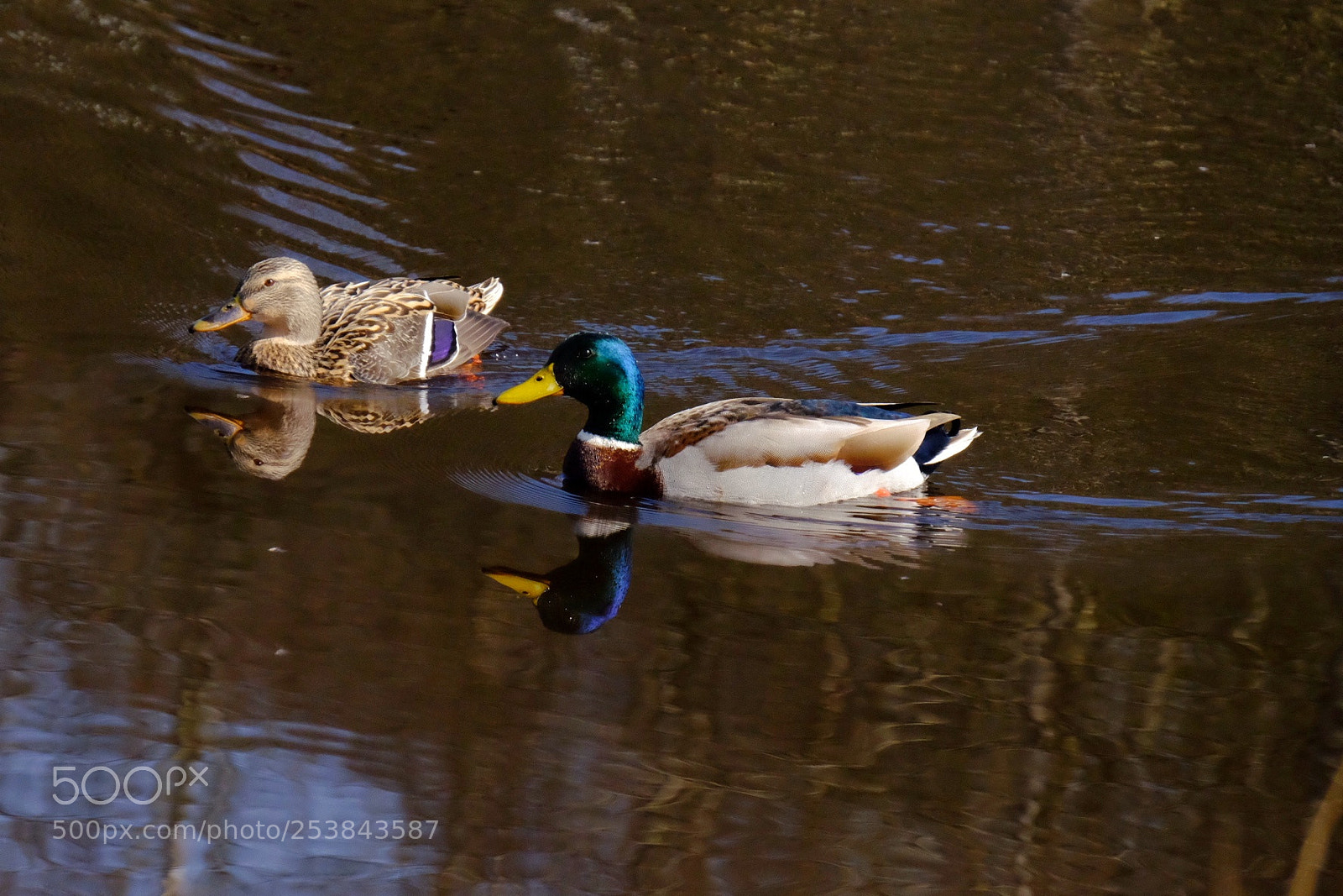 Fujifilm X-T10 sample photo. Ducks photography