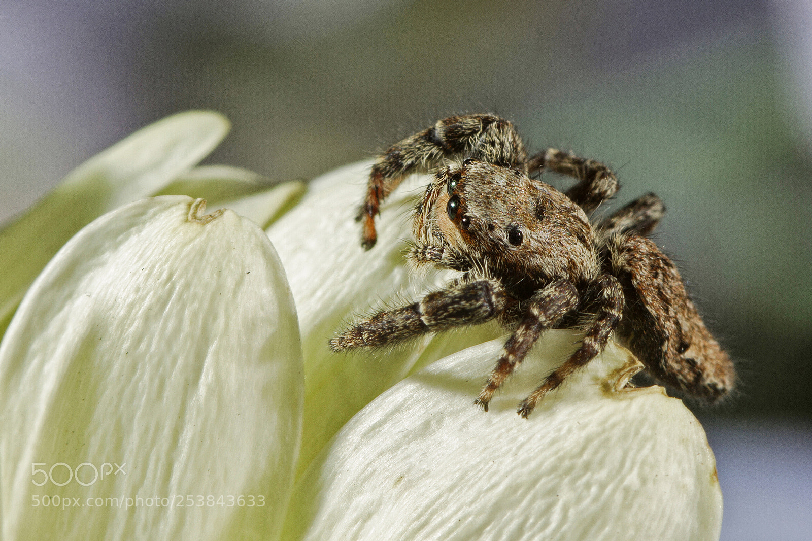 Canon EOS 7D sample photo. Springspin (jumping-spider) photography