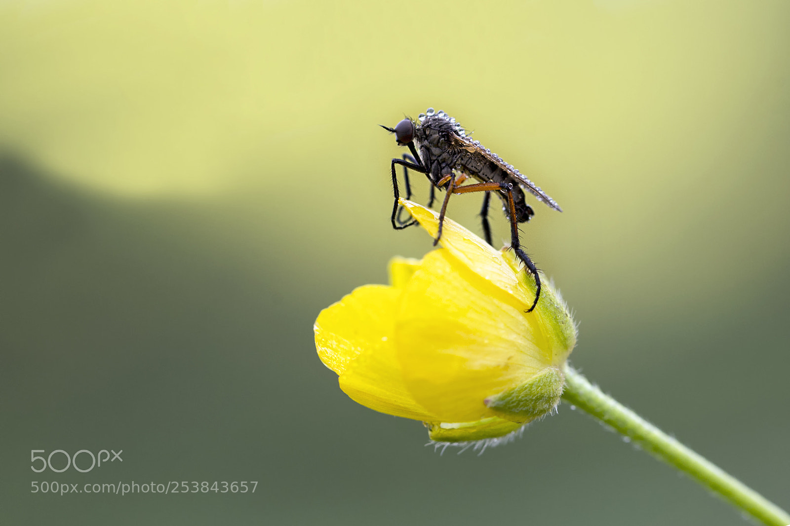 Nikon D610 sample photo. Fly photography