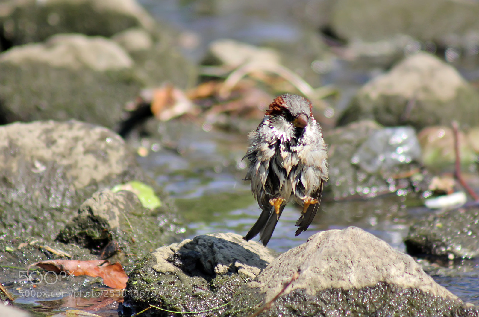 Canon EOS 550D (EOS Rebel T2i / EOS Kiss X4) sample photo. Levitation :) photography