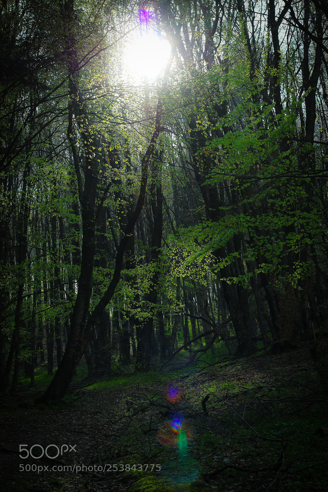 Canon EOS 70D sample photo. Untitled photography
