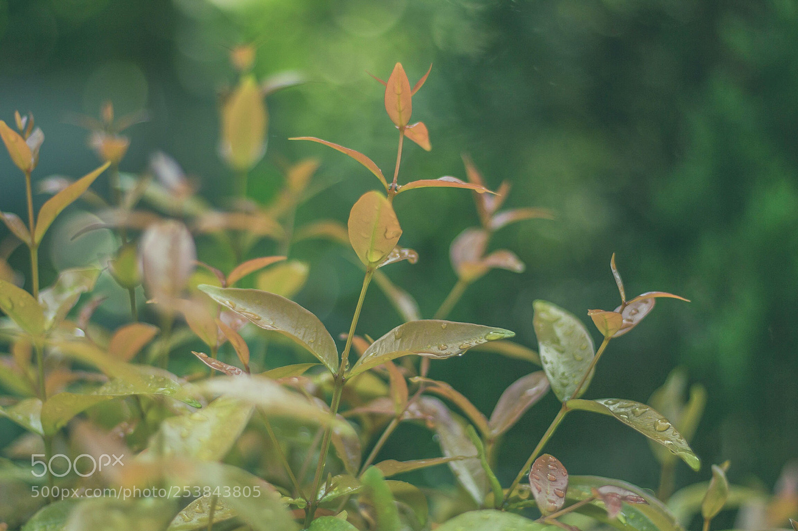 Canon EOS 700D (EOS Rebel T5i / EOS Kiss X7i) sample photo. “little flowers” photography