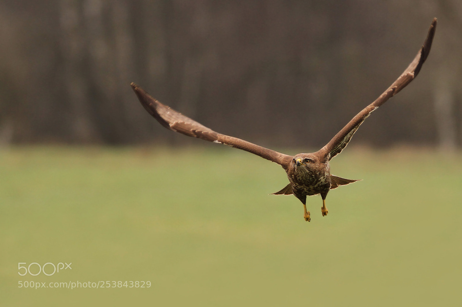 Canon EOS 7D sample photo. Buizerd (common buzzard) photography