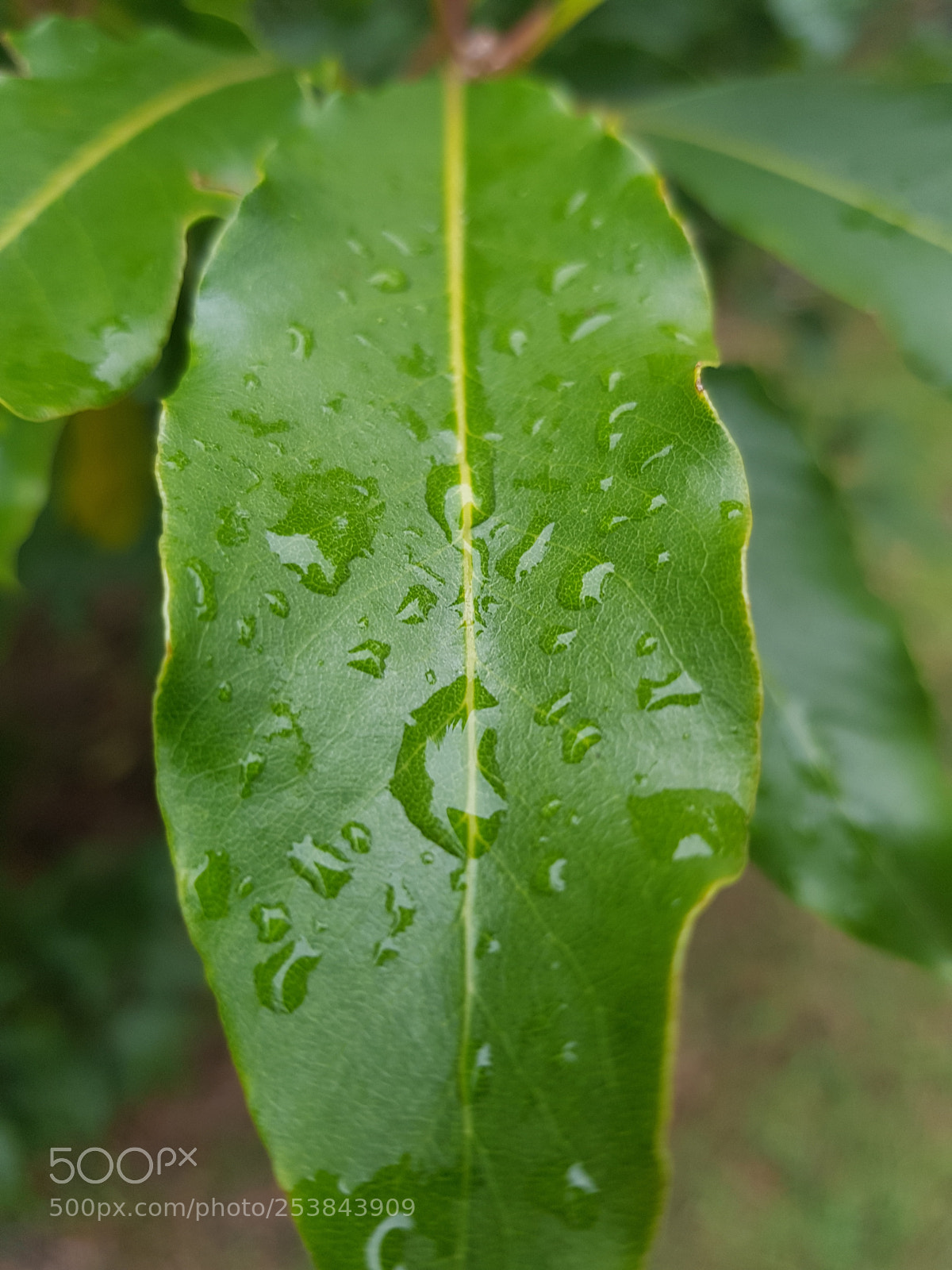 Samsung Galaxy S8 sample photo. Raindrop photography