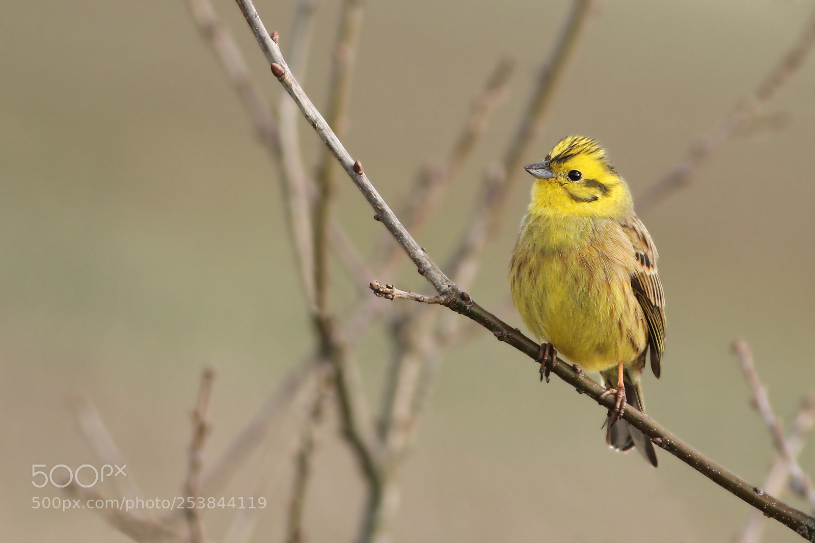 Canon EOS 7D sample photo. Geelgors ♂ (yellowhammer) photography