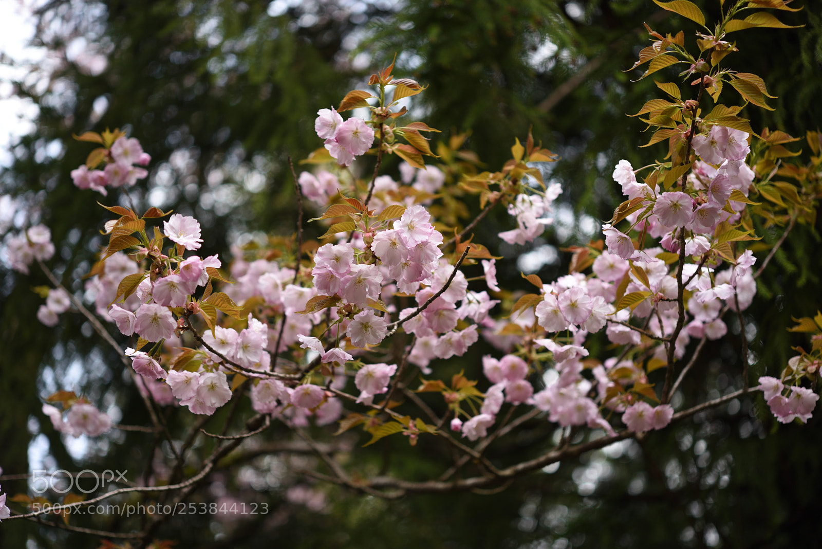 Nikon D750 sample photo. 桜・御室有明（オムロアリアケ）白山樹木公園 photography