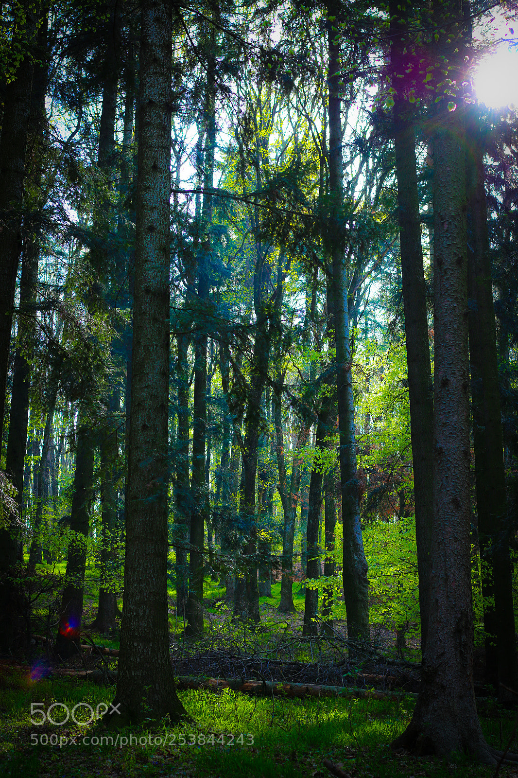 Canon EOS 70D sample photo. Untitled photography