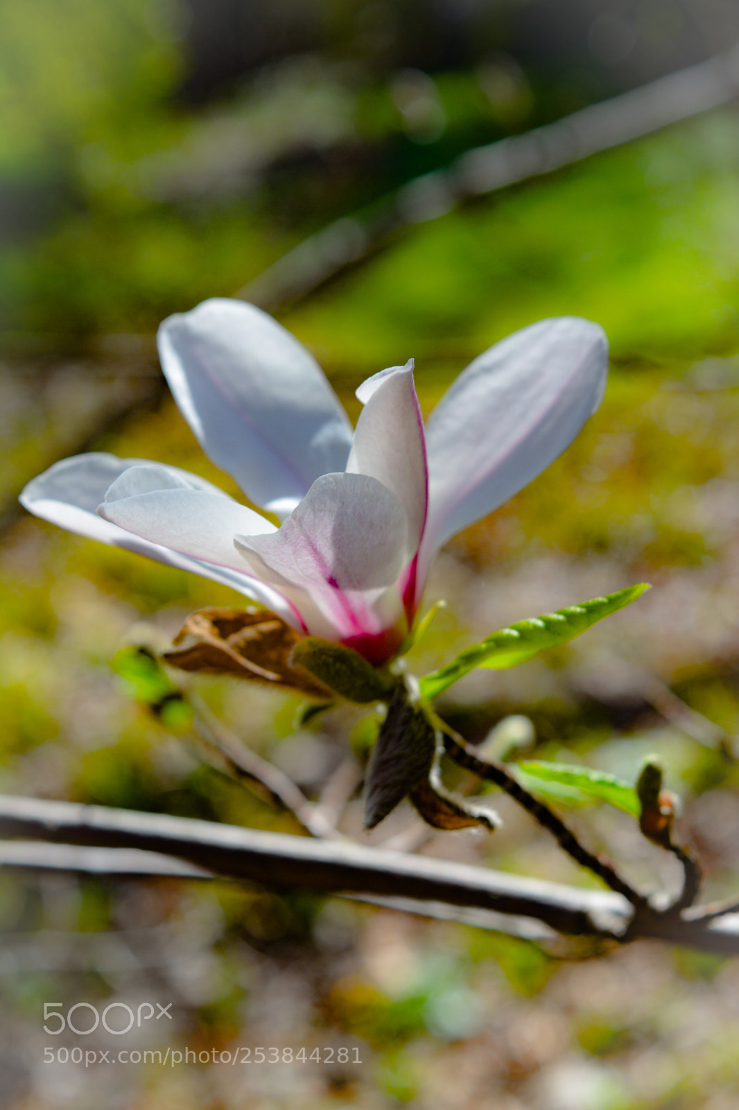 Nikon D5200 sample photo. Magnolia photography