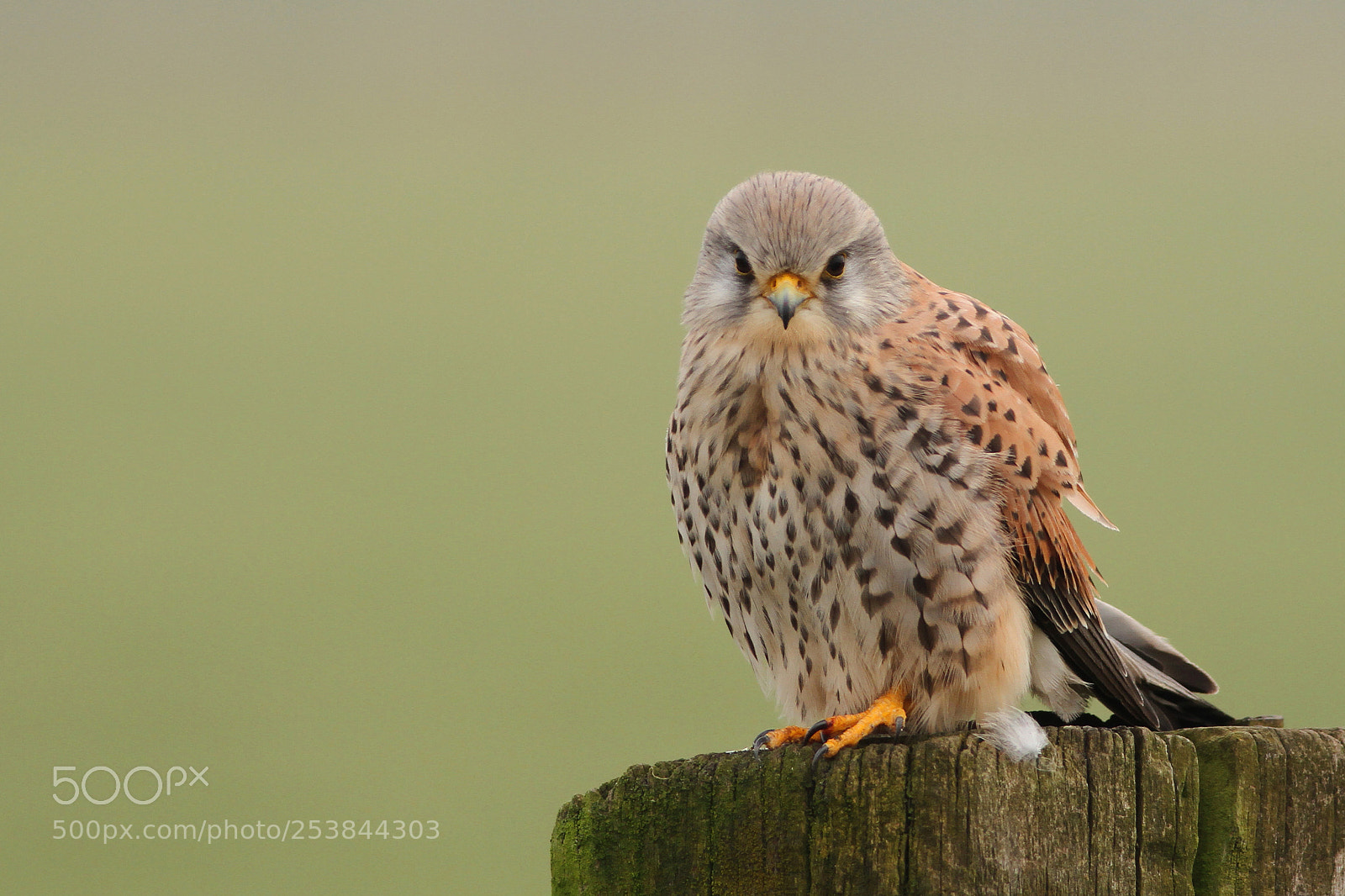 Canon EOS 7D sample photo. Torenvalk ♂ (common kestrel) photography