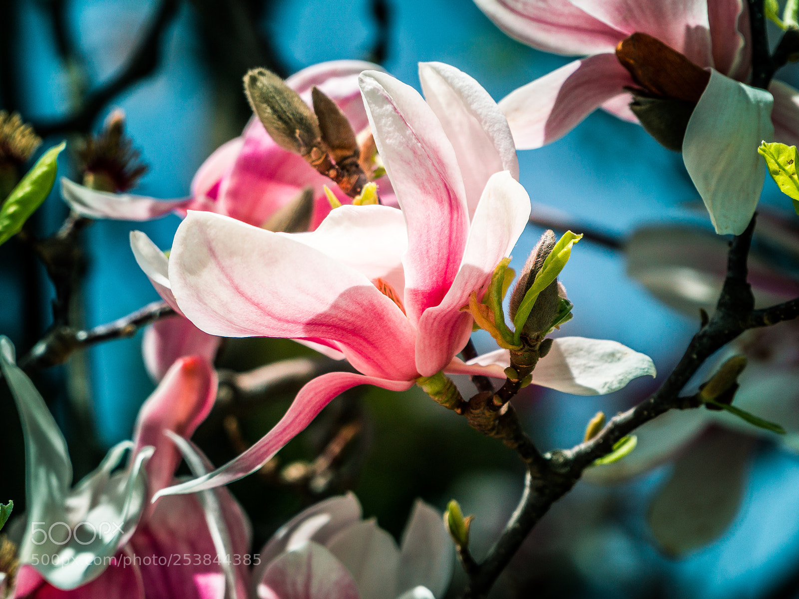 Sony a6000 sample photo. Magnolia on ice photography
