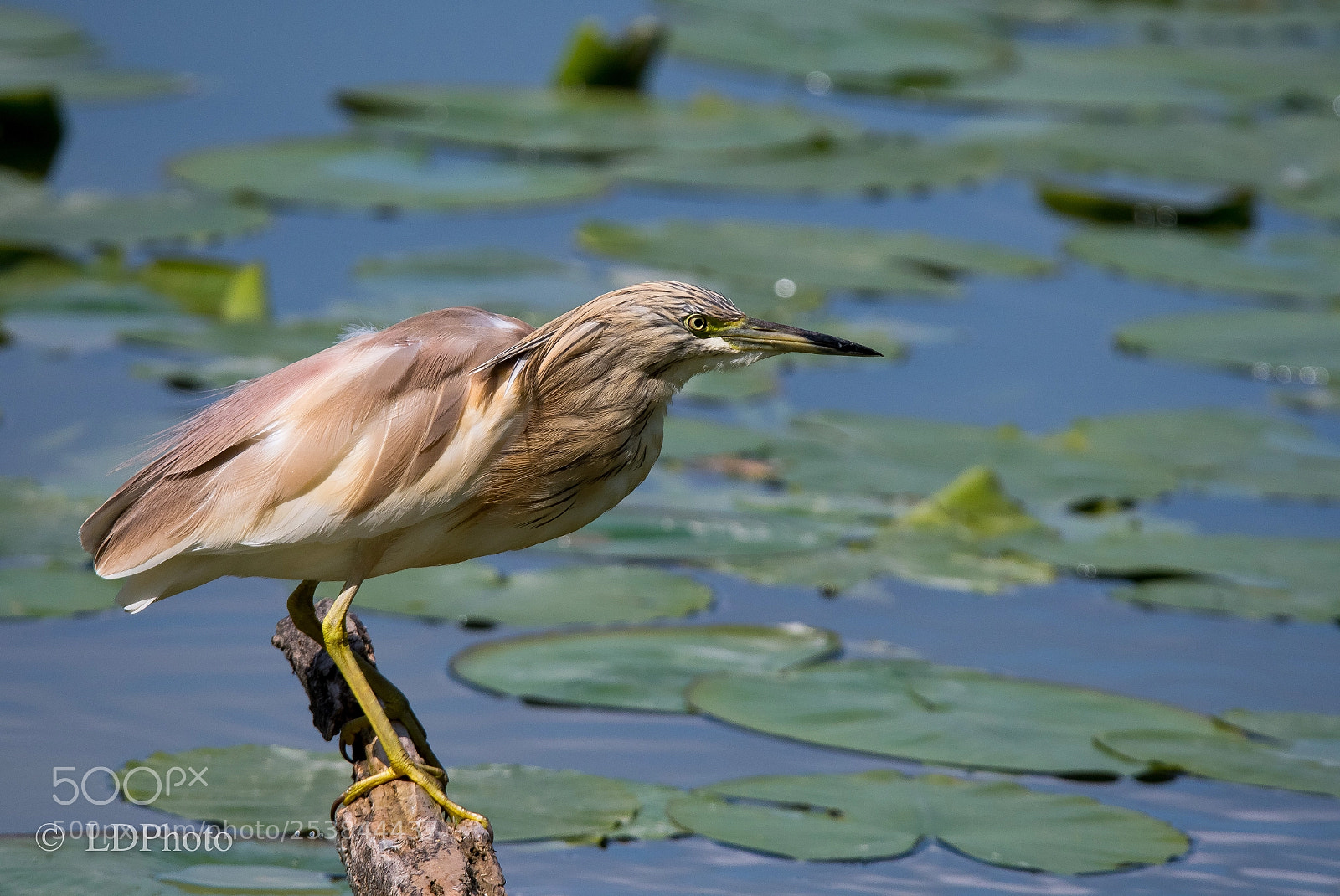 Nikon D500 sample photo. Ardeola ralloides photography