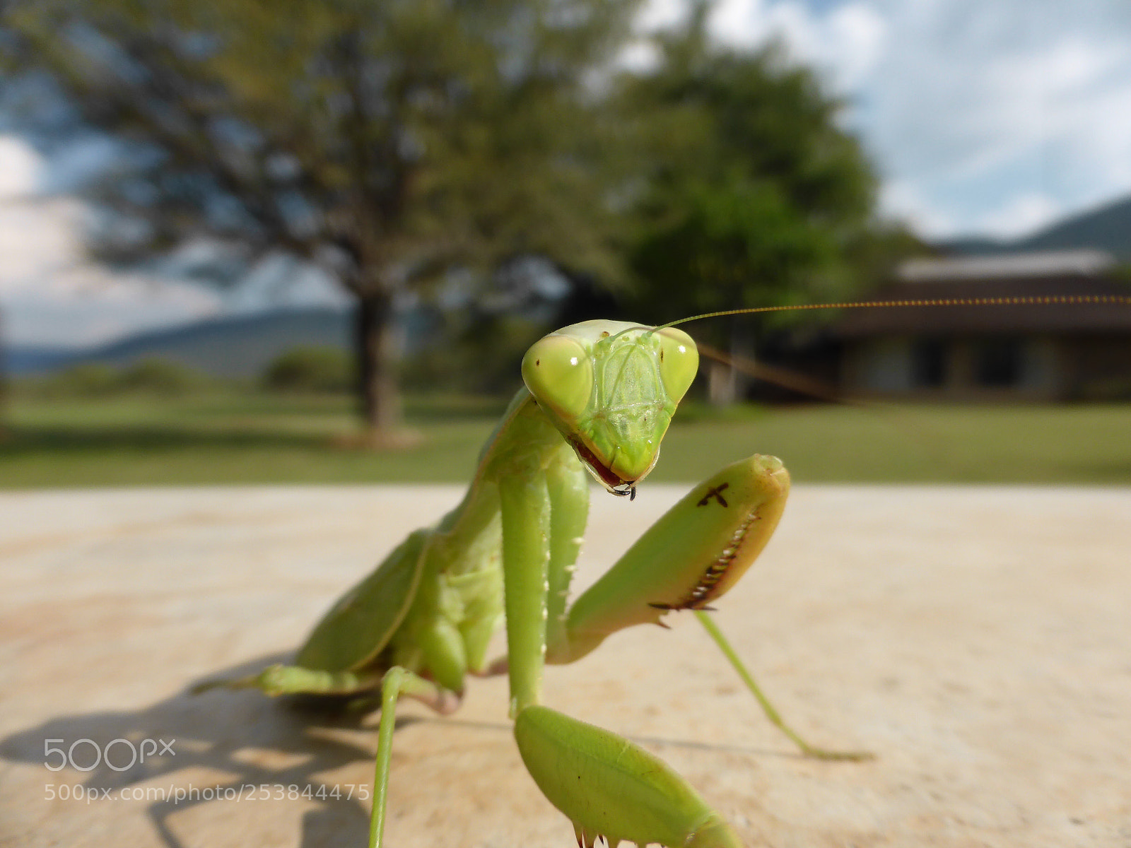 Panasonic Lumix DMC-ZS30 (Lumix DMC-TZ40) sample photo. Praying mantis photography