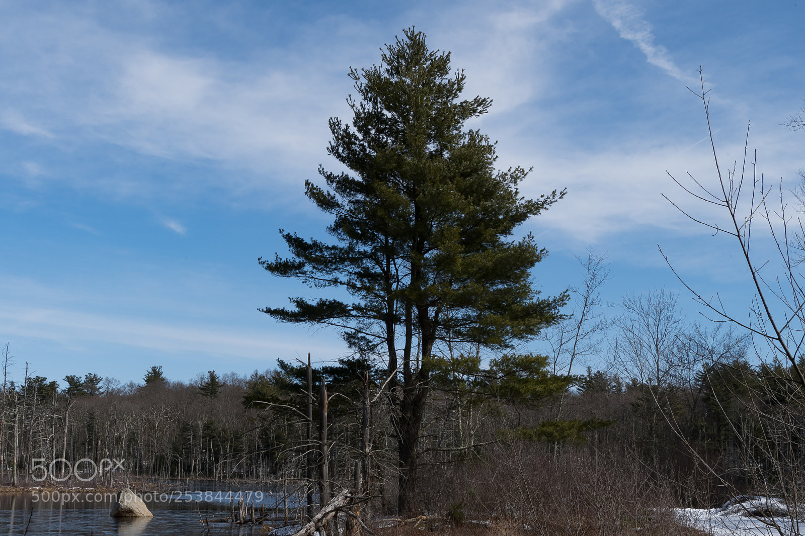 Nikon D500 sample photo. The tree element photography