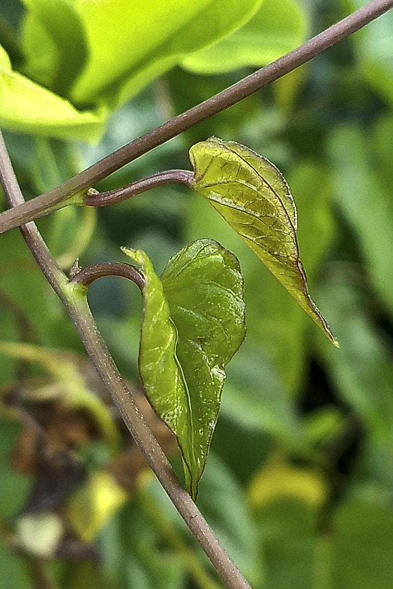 Motorola Moto Z (2) Play sample photo. Natureza vibrante. photography