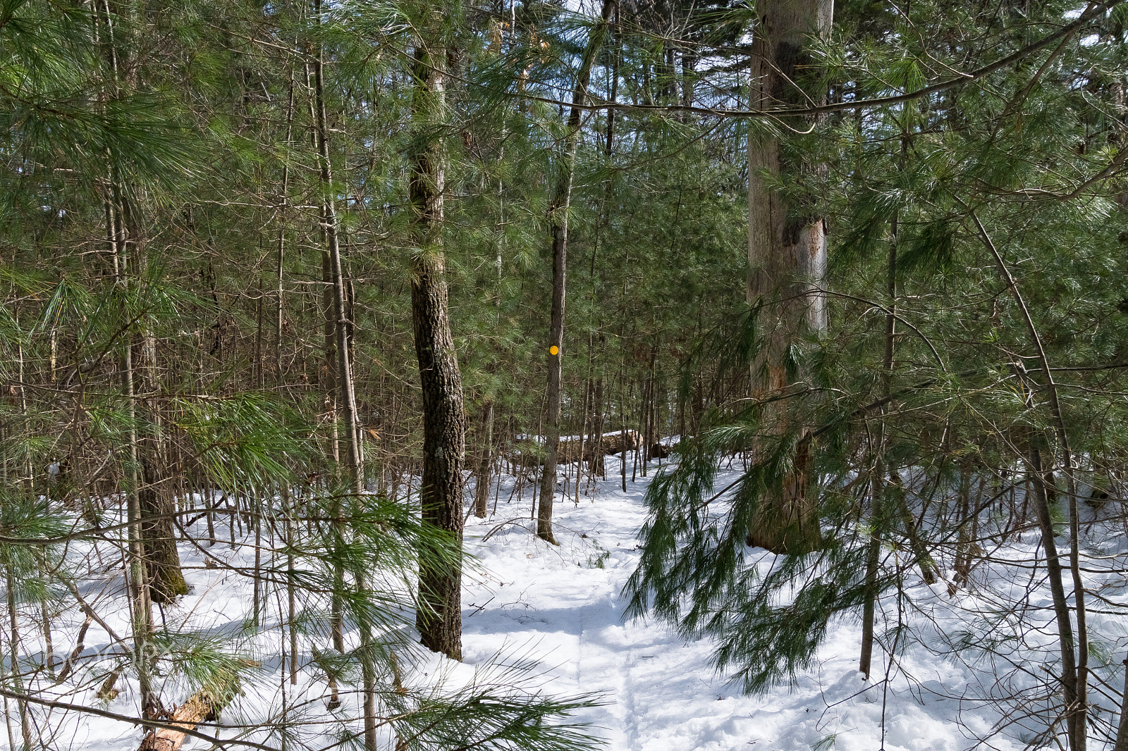 Nikon D500 sample photo. Path created photography