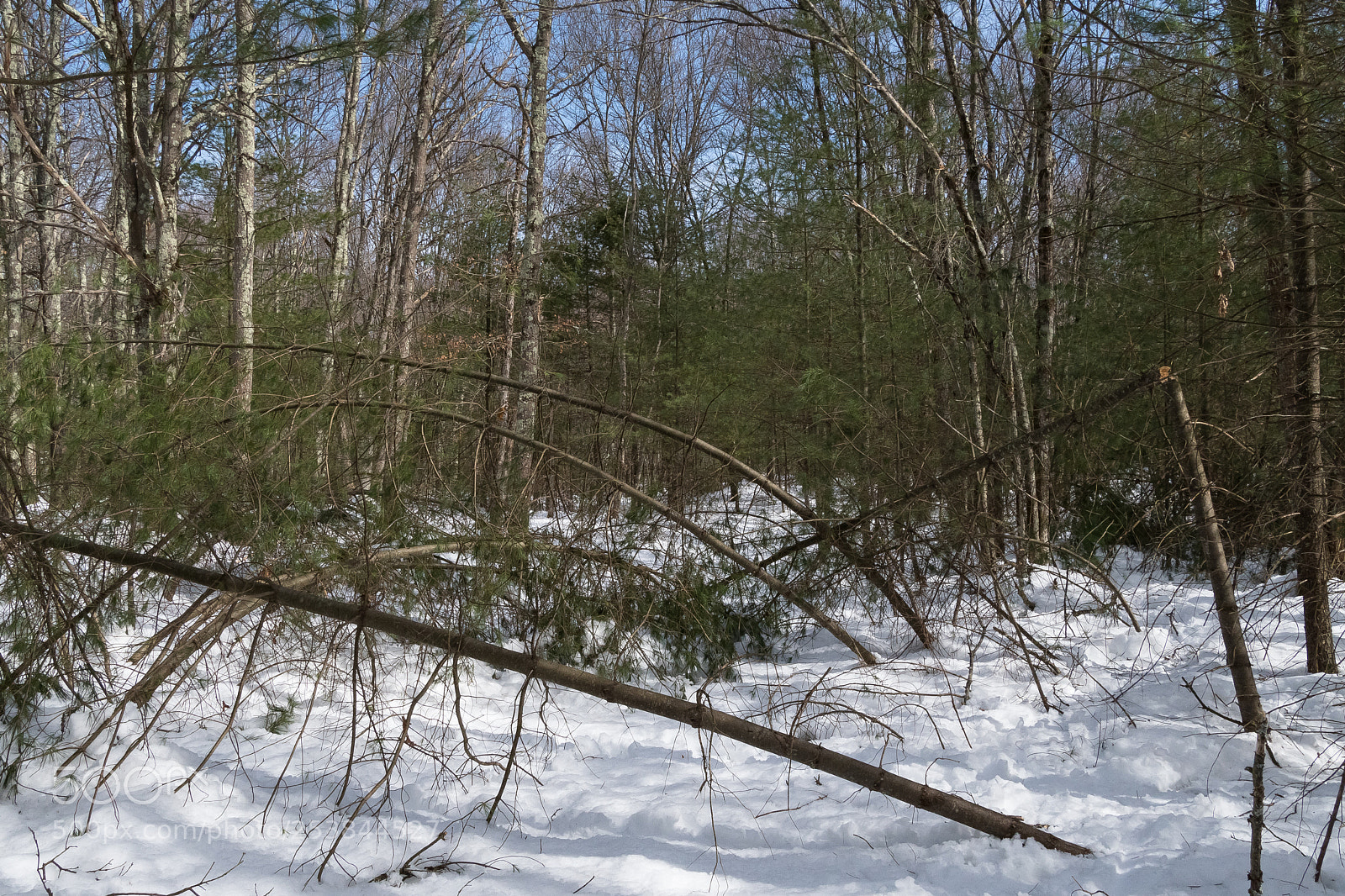 Nikon D500 sample photo. Pathless after the snow photography