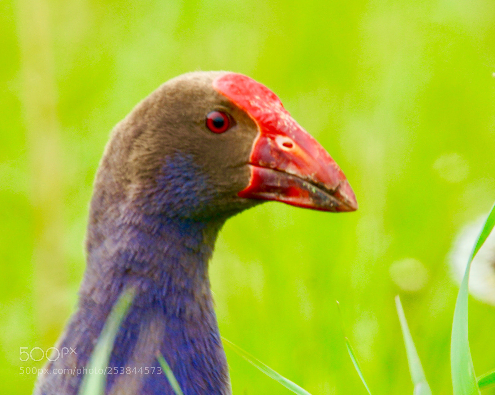 Sony SLT-A77 sample photo. Pukeko photography