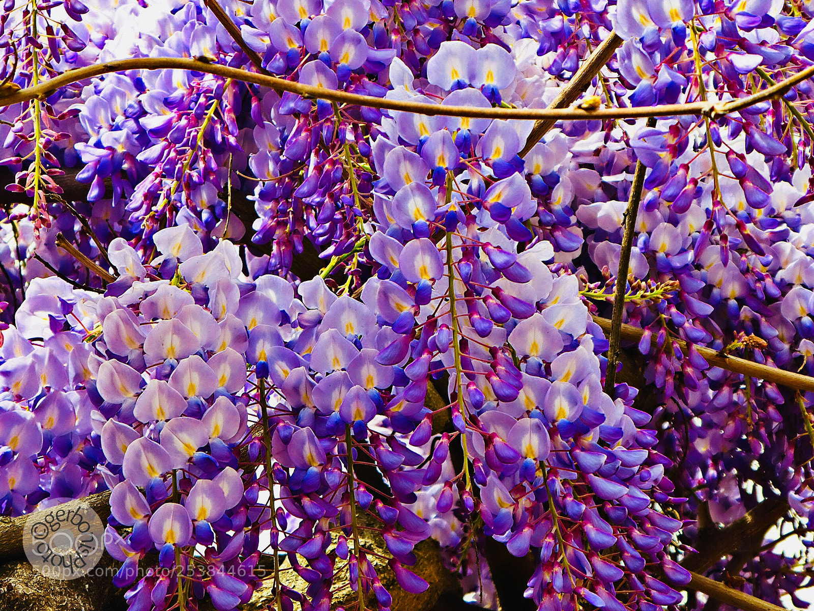 Panasonic Lumix DC-ZS70 (Lumix DC-TZ90) sample photo. The bloom of wisteria photography