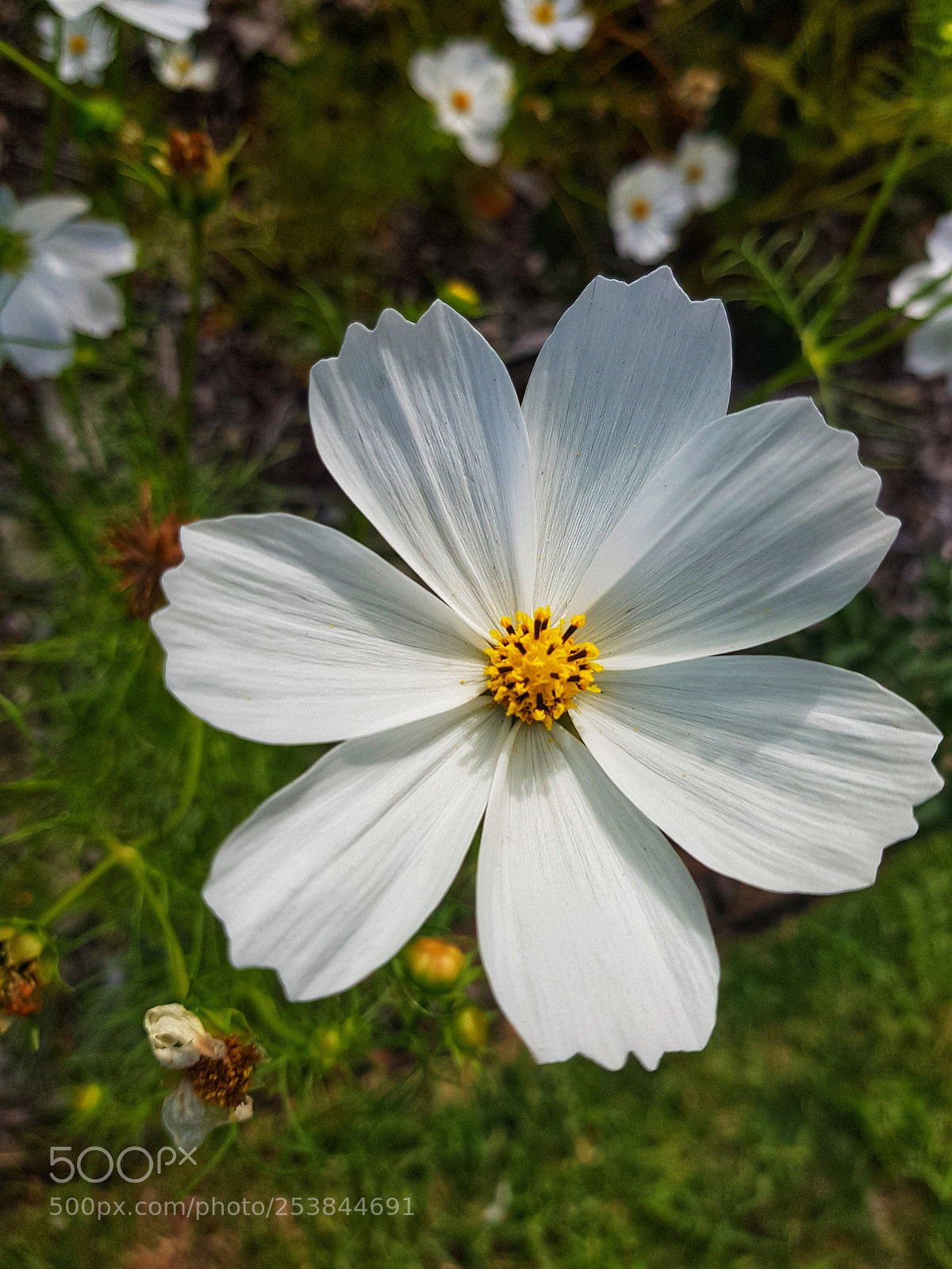 Samsung Galaxy S8 sample photo. Bloom photography