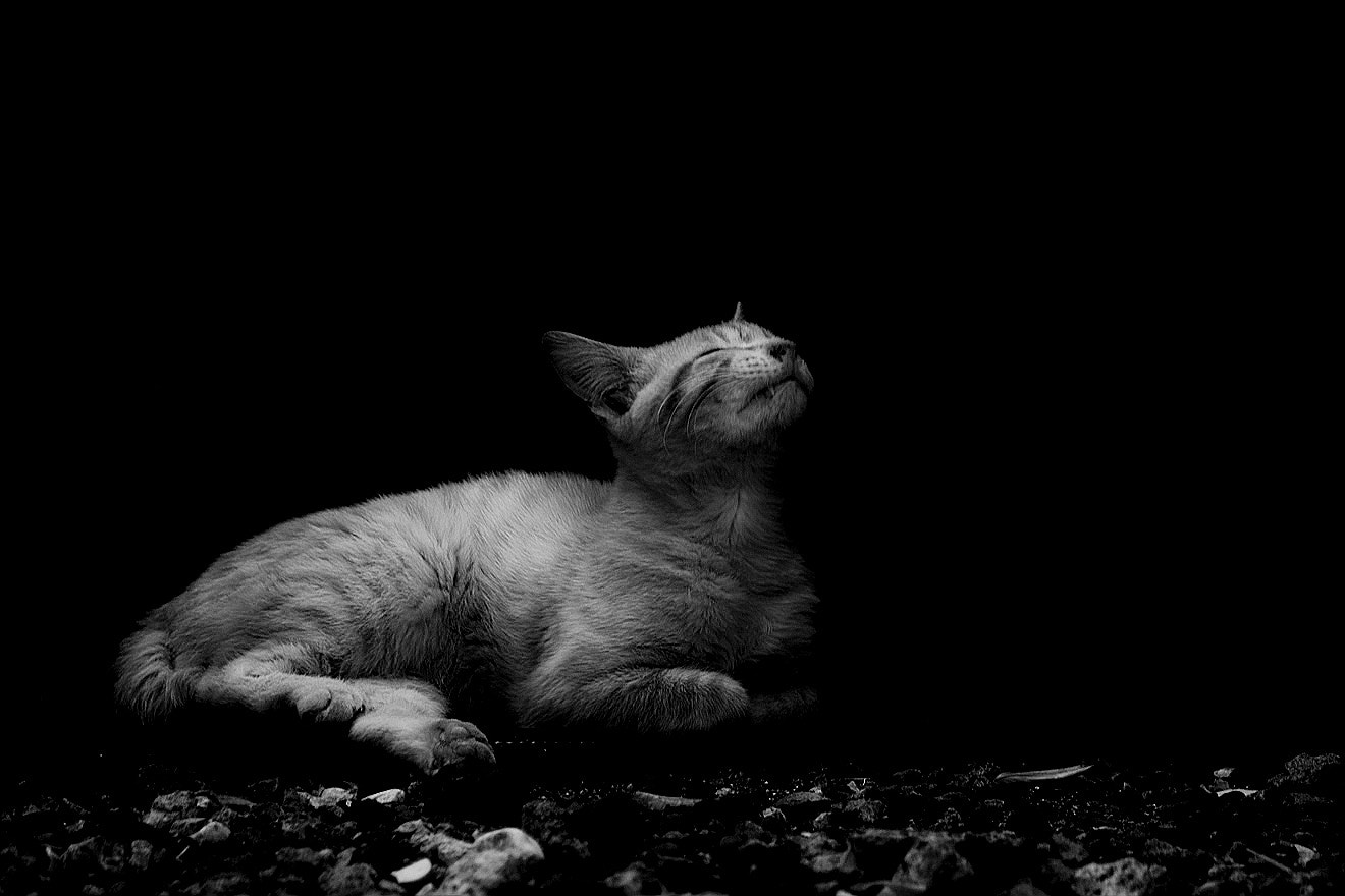 Sigma SD15 sample photo. Cat every day photography