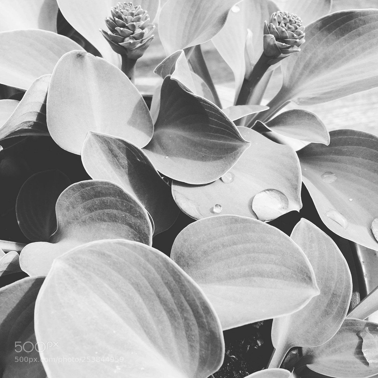 Apple iPhone 6s sample photo. Hosta ‘mouse ears’ photography