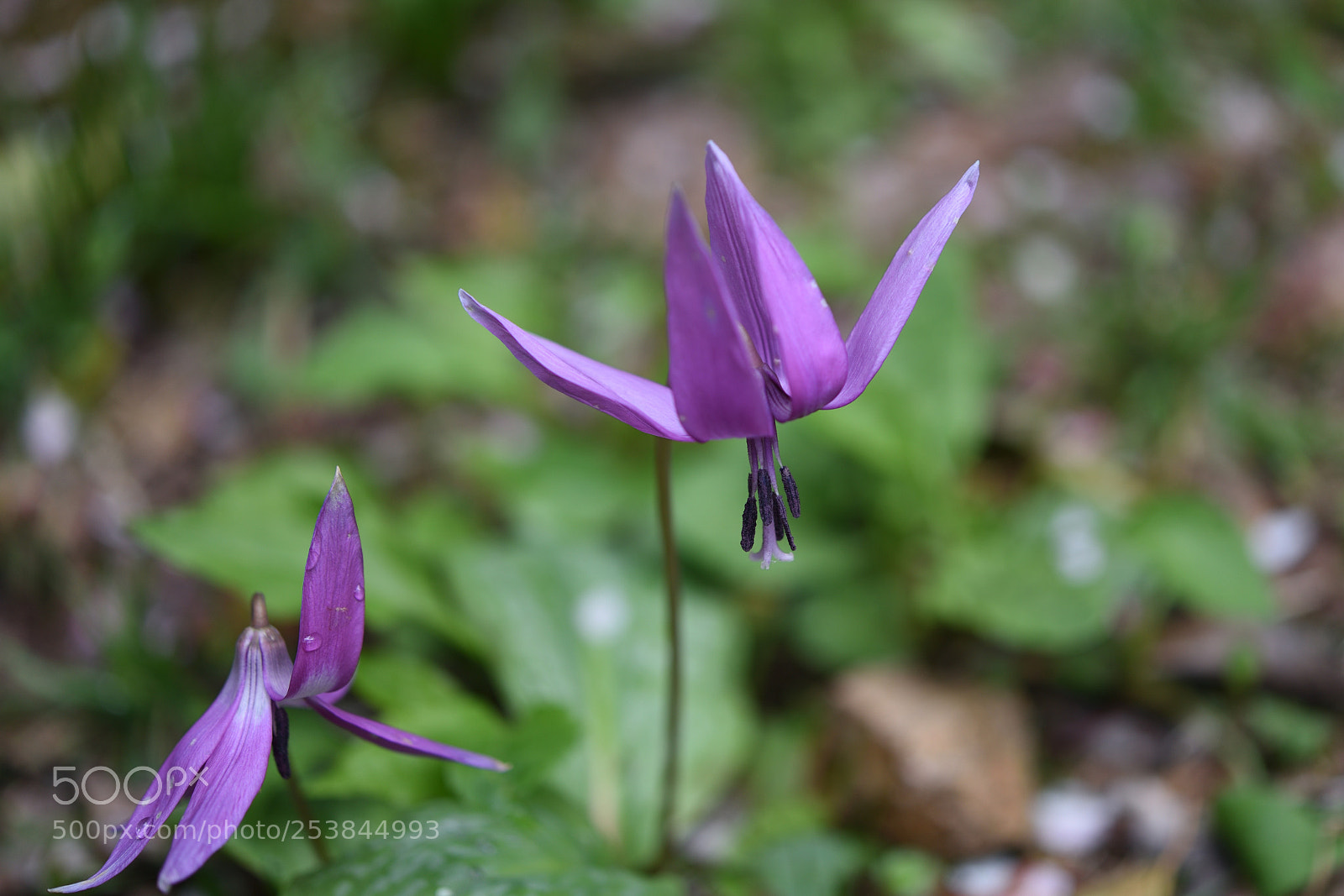 Nikon AF-S Micro-Nikkor 60mm F2.8G ED sample photo. カタクリ 白山樹木公園 (2) photography