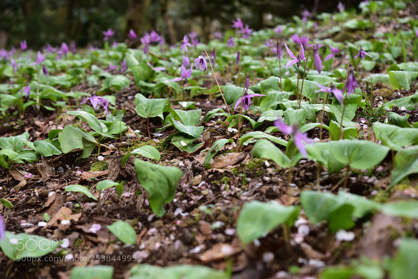 Nikon D750 + Nikon AF-S Micro-Nikkor 60mm F2.8G ED sample photo. カタクリ 白山樹木公園 (3) photography