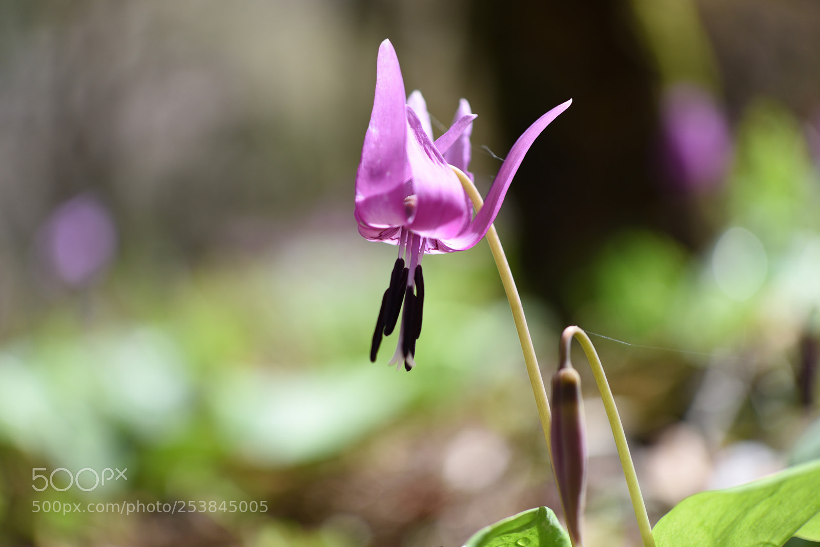 Nikon D750 + Nikon AF-S Micro-Nikkor 60mm F2.8G ED sample photo. カタクリ 白山樹木公園 photography