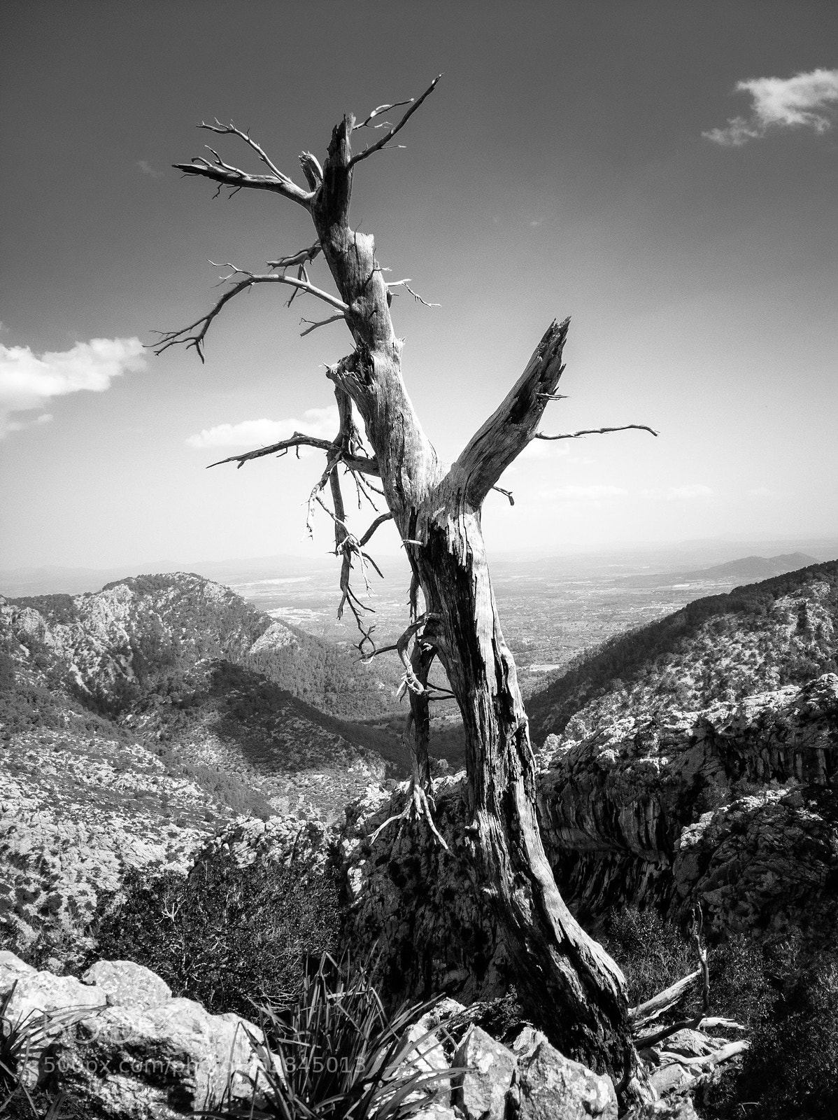 HUAWEI P10 sample photo. Dead tree photography