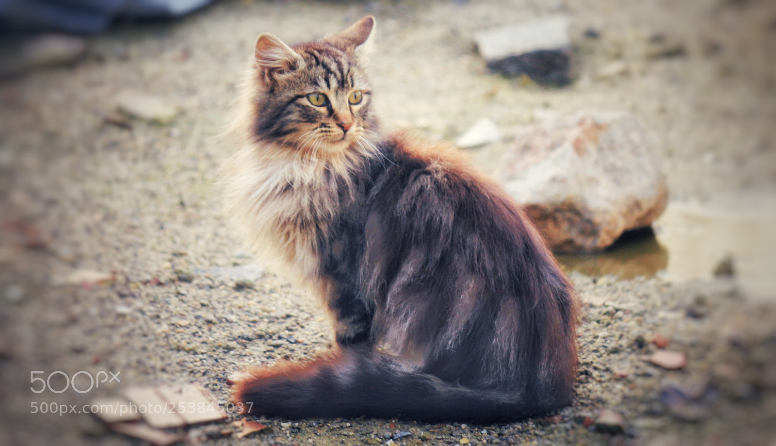 Canon EOS 700D (EOS Rebel T5i / EOS Kiss X7i) sample photo. Lonely cat photography