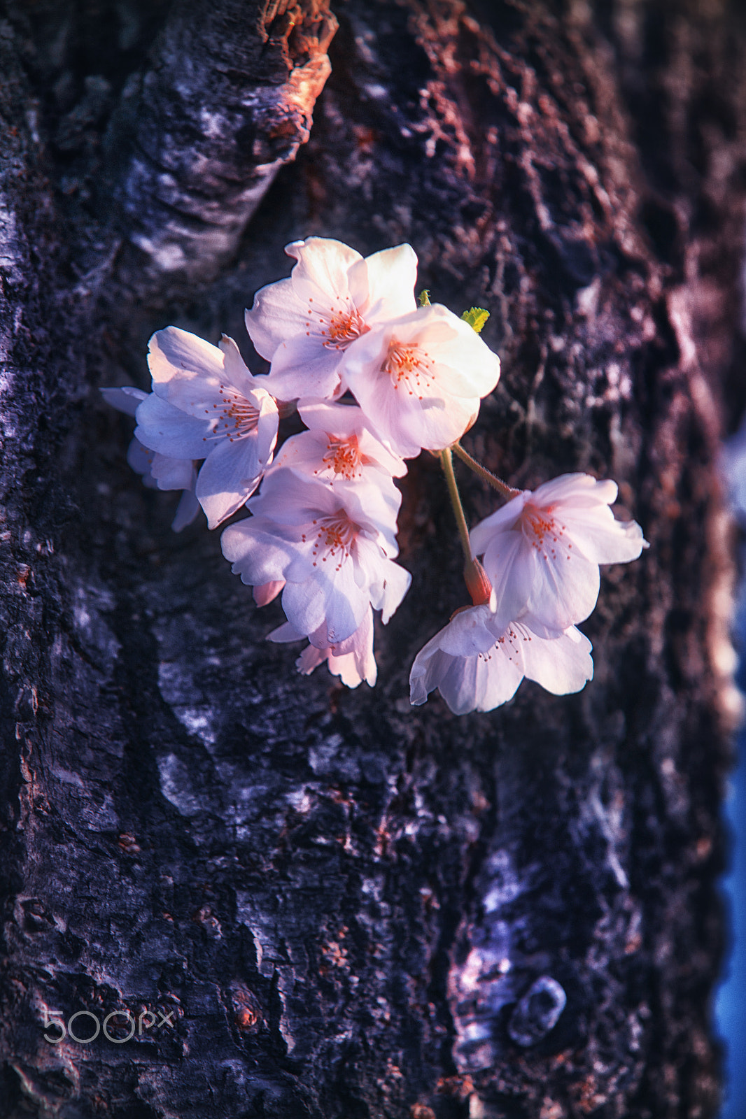 Sony Alpha DSLR-A900 sample photo. Life photography