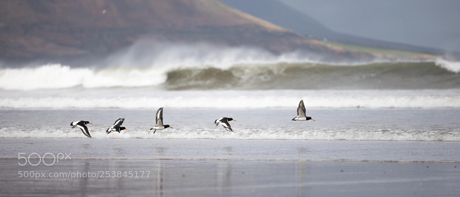 Canon EOS 5D Mark IV sample photo. Oystercatchers in flight photography