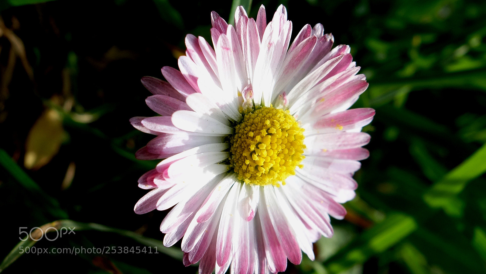Sony Cyber-shot DSC-RX100 sample photo. Daisy 1 photography