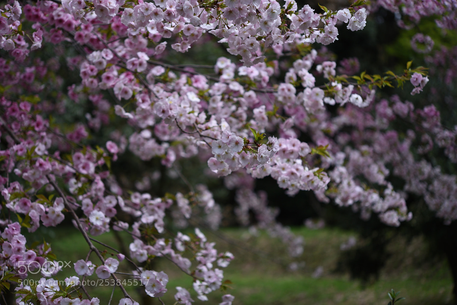 Nikon AF-S Micro-Nikkor 60mm F2.8G ED sample photo. 桜・松前早咲（マツマエハヤザキ）白山樹木公園 photography