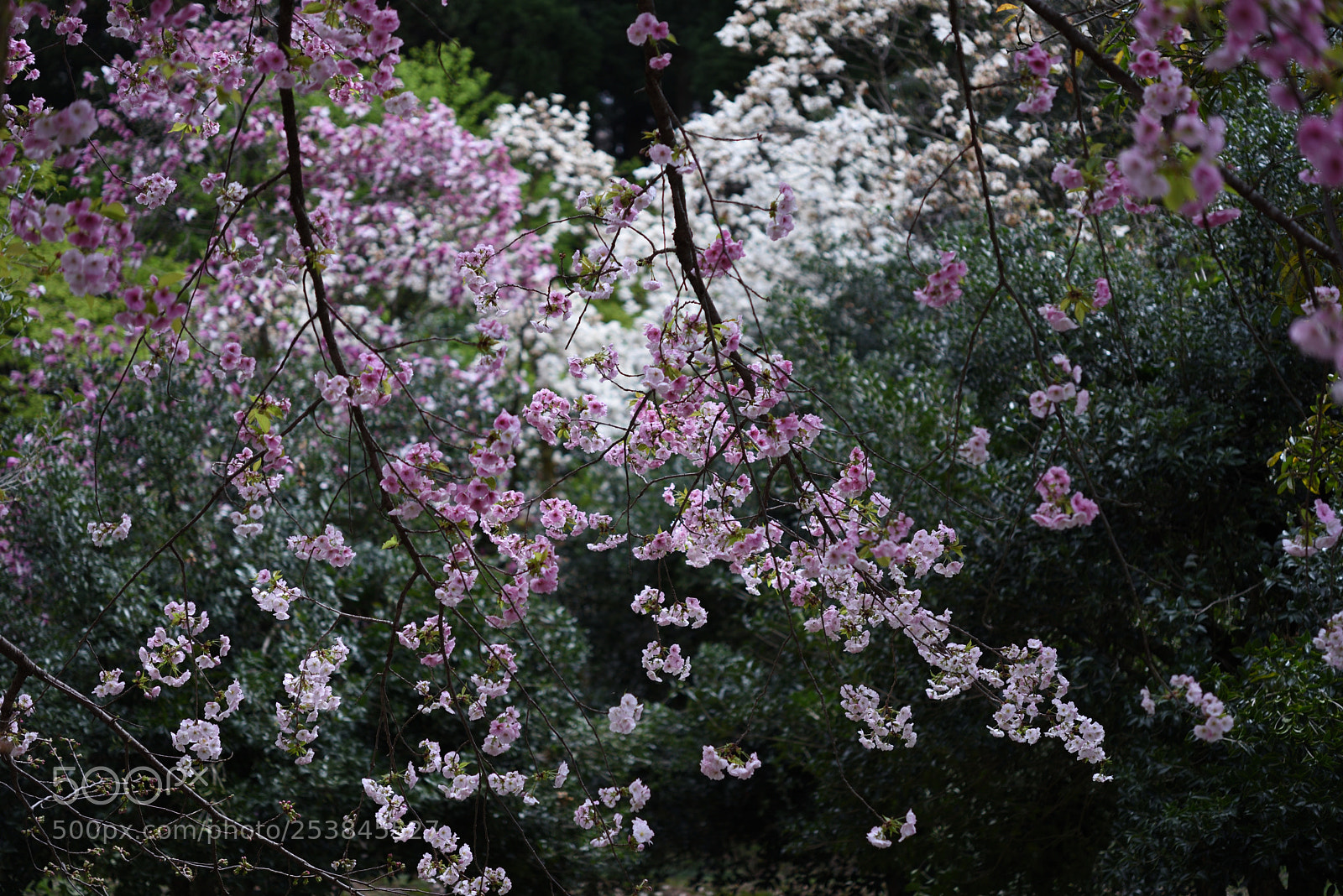 Nikon D750 + Nikon AF-S Micro-Nikkor 60mm F2.8G ED sample photo. 桜・松前早咲（マツマエハヤザキ）白山樹木公園 () photography